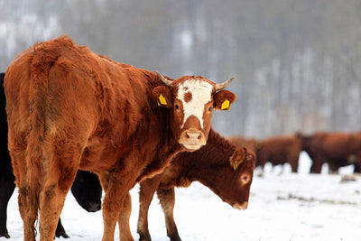 Farm Winter Prep Timeline: Essential September to December Tasks