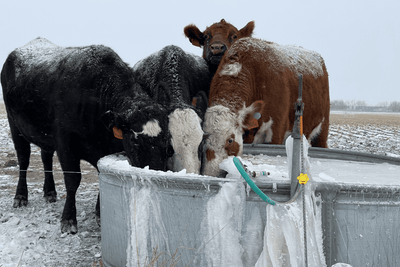 Using The Freeze Miser to Keep Your Livestock's Water from Freezing