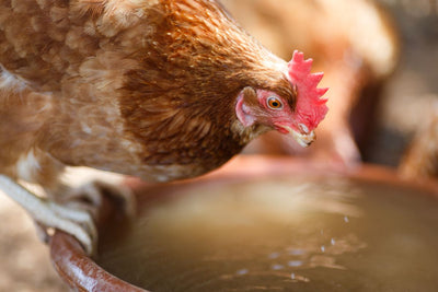 How to Keep Your Chickens' Water From Freezing in the Winter