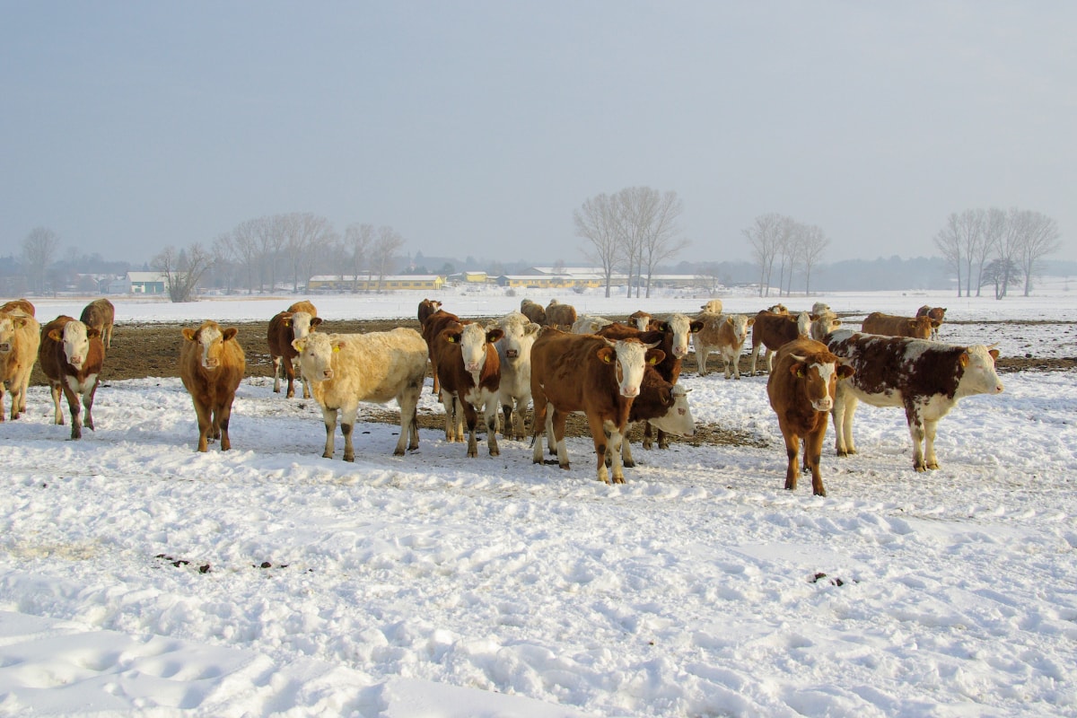 How to Keep Cattle Water From Freezing & How to Hydrate Livestock in the Winter